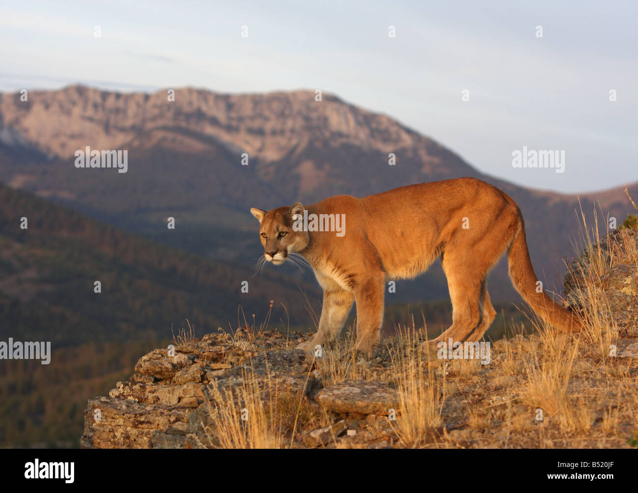 Puma, Puma, puma Stockfoto