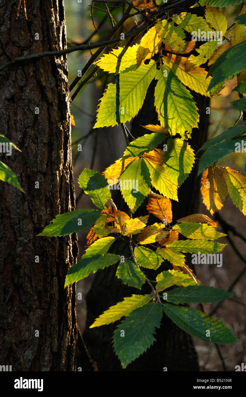 Herbst Edelkastanie verlässt Bogen Brickhill England Stockfoto