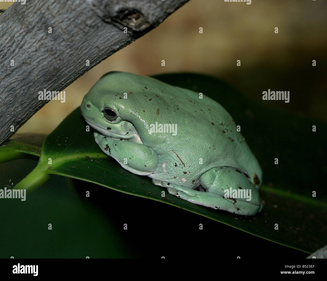 A weiße Treefrog sitzt auf einem Ast unter einem Baum Stockfoto