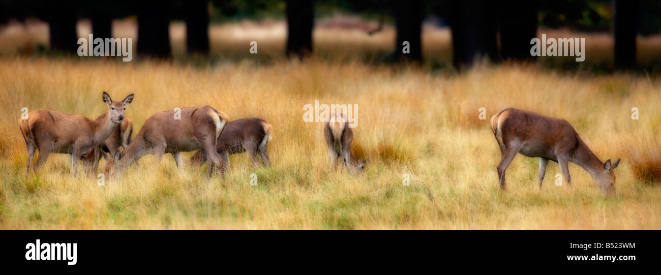 Gruppe von Rothirsch Cervus Elaphus Hinds Fütterung Richmond Park in London Stockfoto