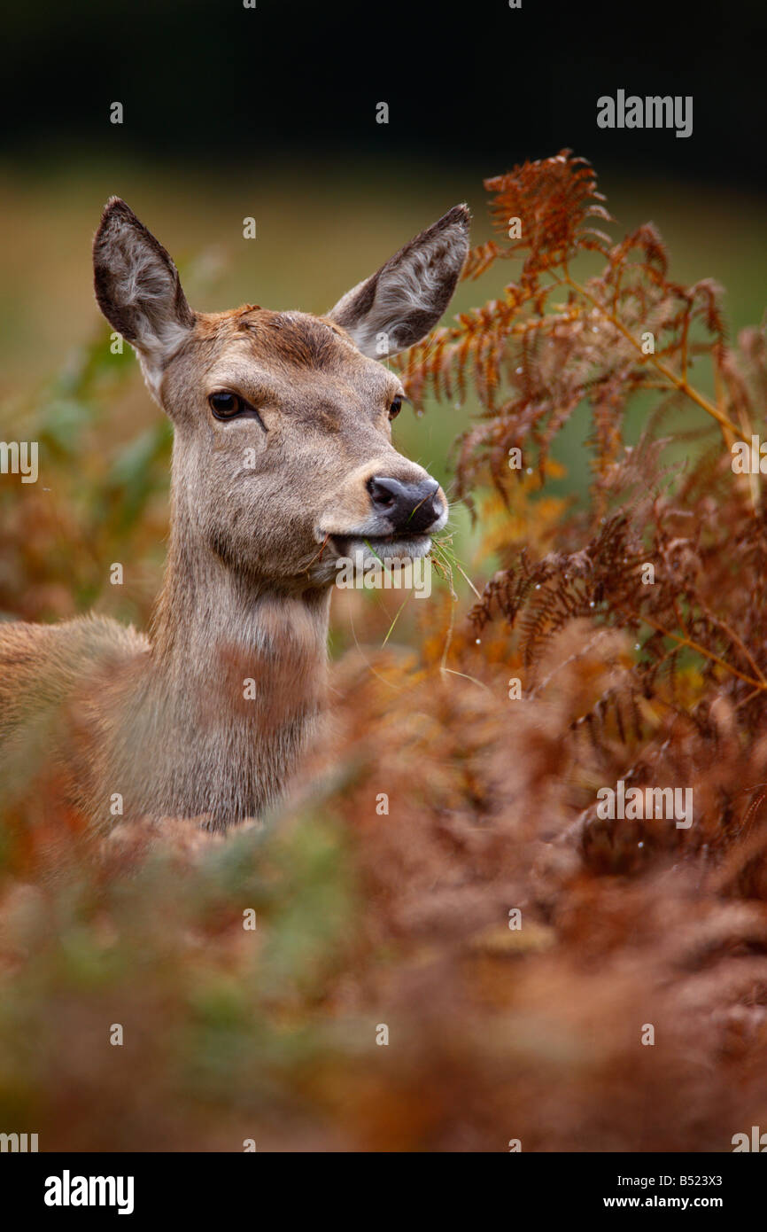 Rothirsch Cervus Elaphus Hind alert Richmond Park in London suchen Stockfoto