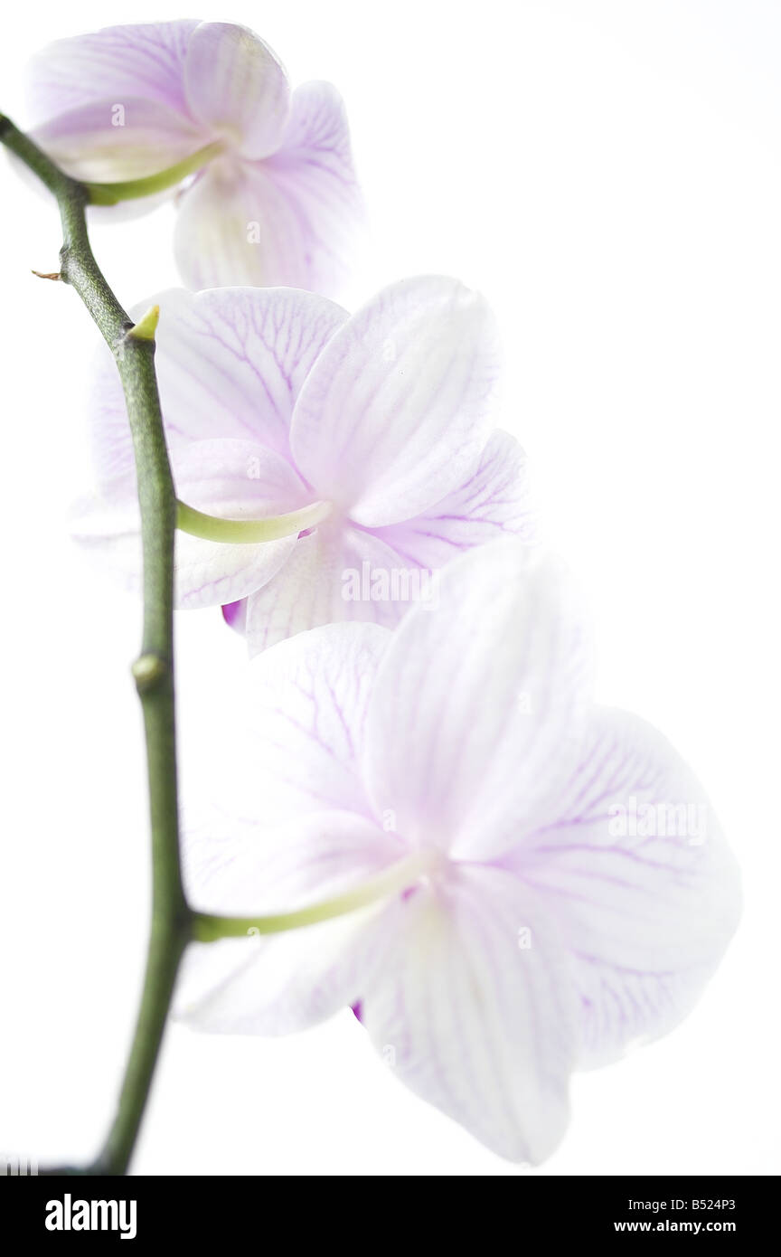 Nahaufnahme von weiße Orchidee Stockfoto