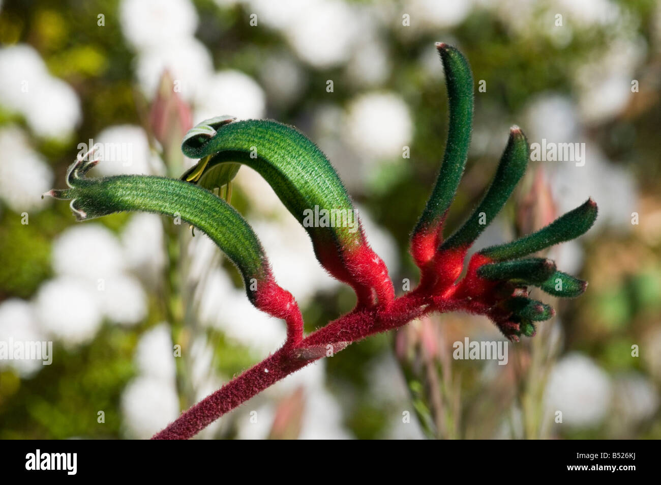 West Australian Wildflower rote verstümmelt Kangaroo Paw Anigozanthos manglesii Stockfoto