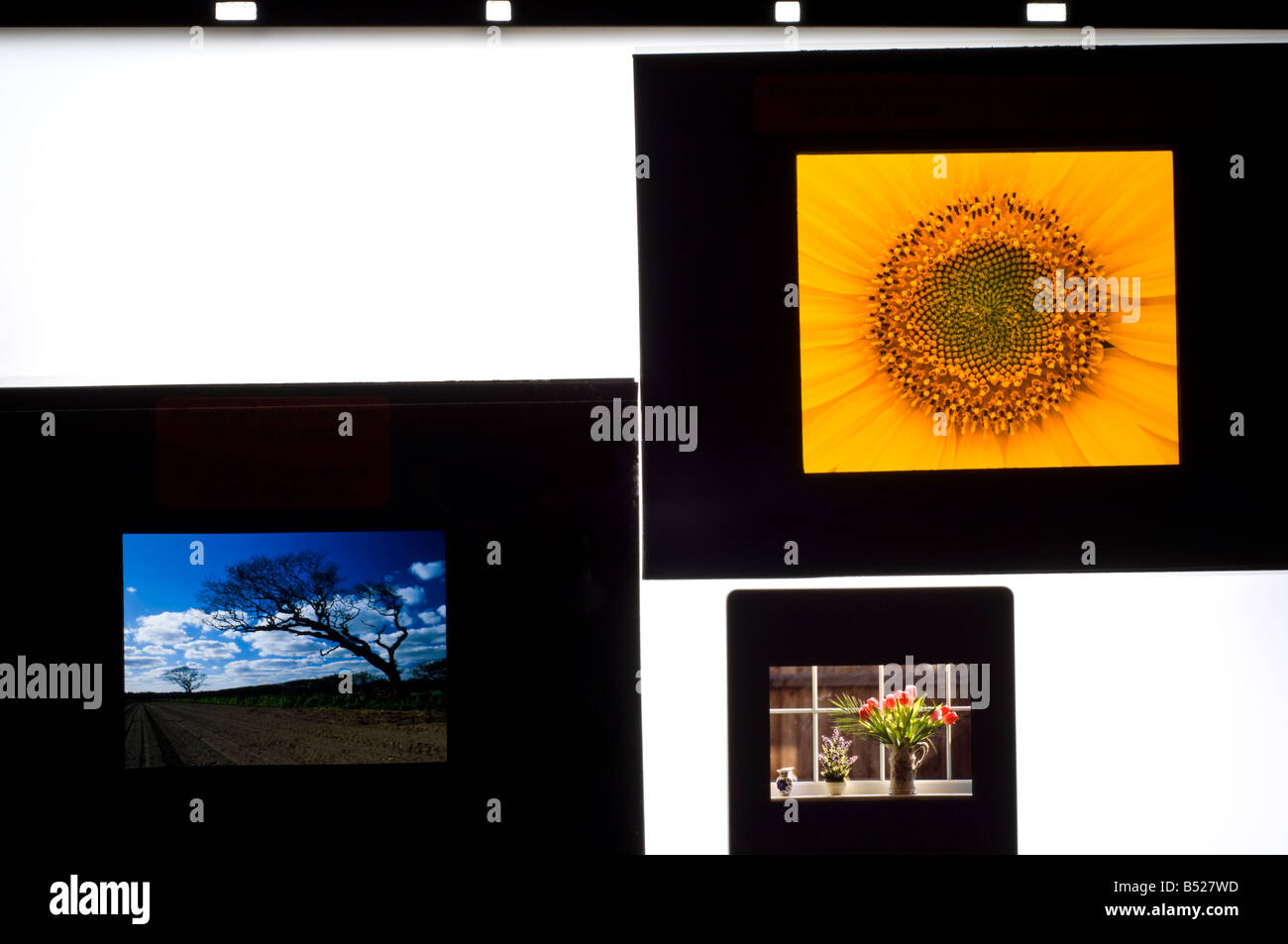 Folien auf einem Leuchtkasten zeigt die verschiedenen Filmformate von 35mm, 6x4.5cm und 6x7cm positiv (Folie)-film Stockfoto