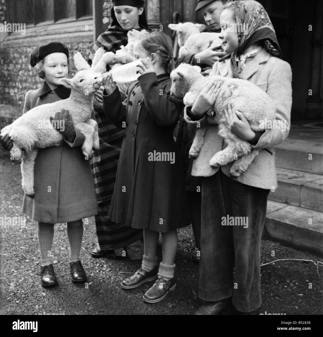 Kinder mit Lämmer außerhalb St. Andrews Kirche Bromley, Kent. April 1953 D1718 Stockfoto