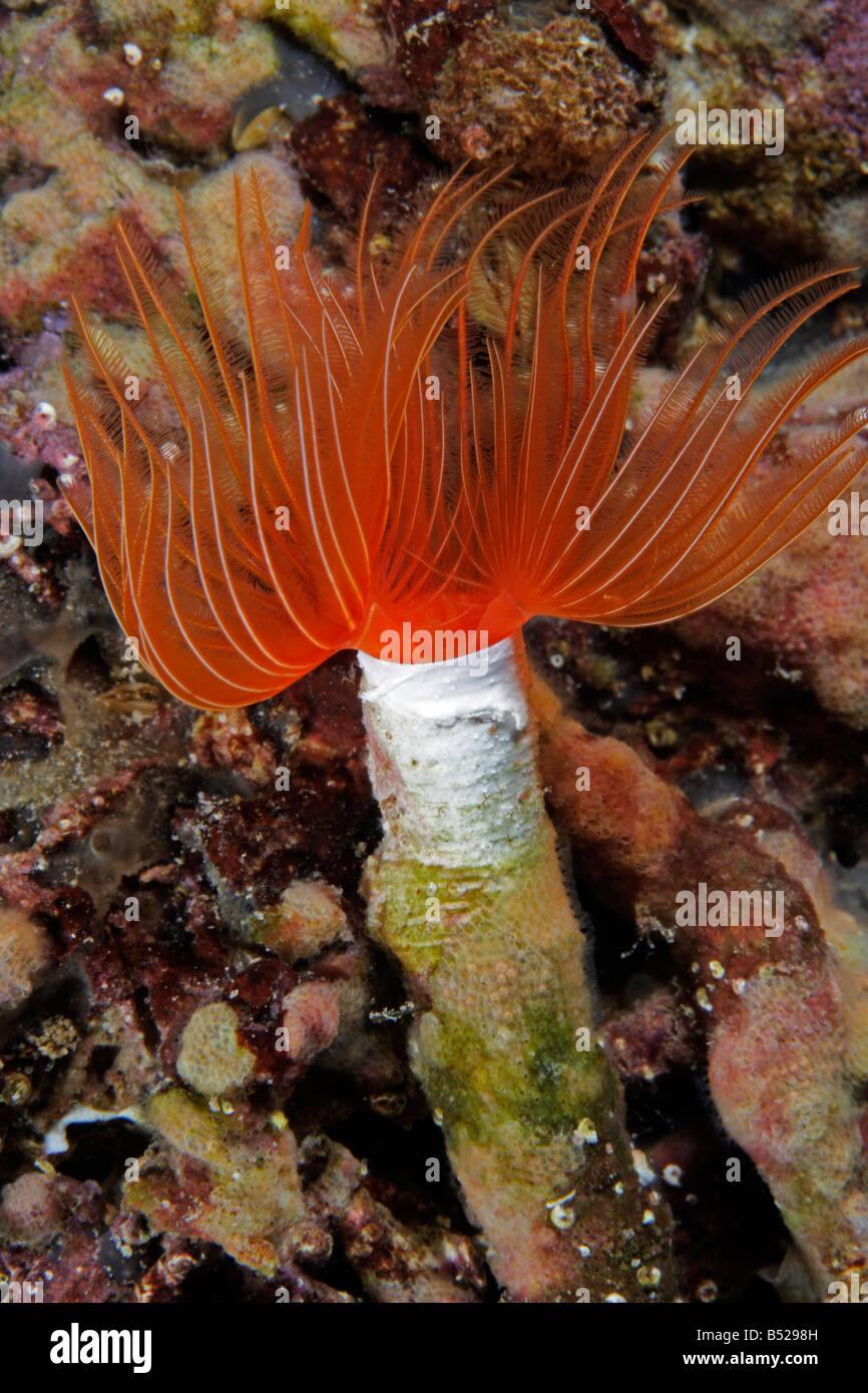 Protula SP., rote Röhre Wurm auf dem Meeresboden Stockfoto