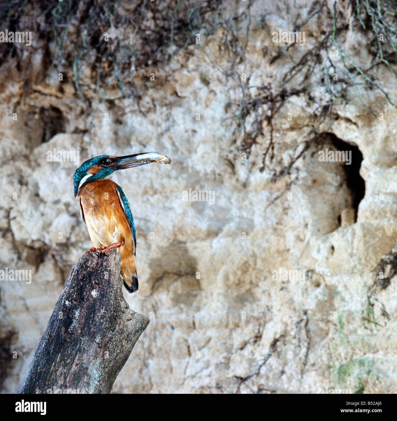 Martin Pecheur Europa Eisvogel Eisvogel europäischen Kingfisher Common Kingfisher Alcedo Atthis Erwachsener mit Fisch im Schnabel Alcedi Stockfoto