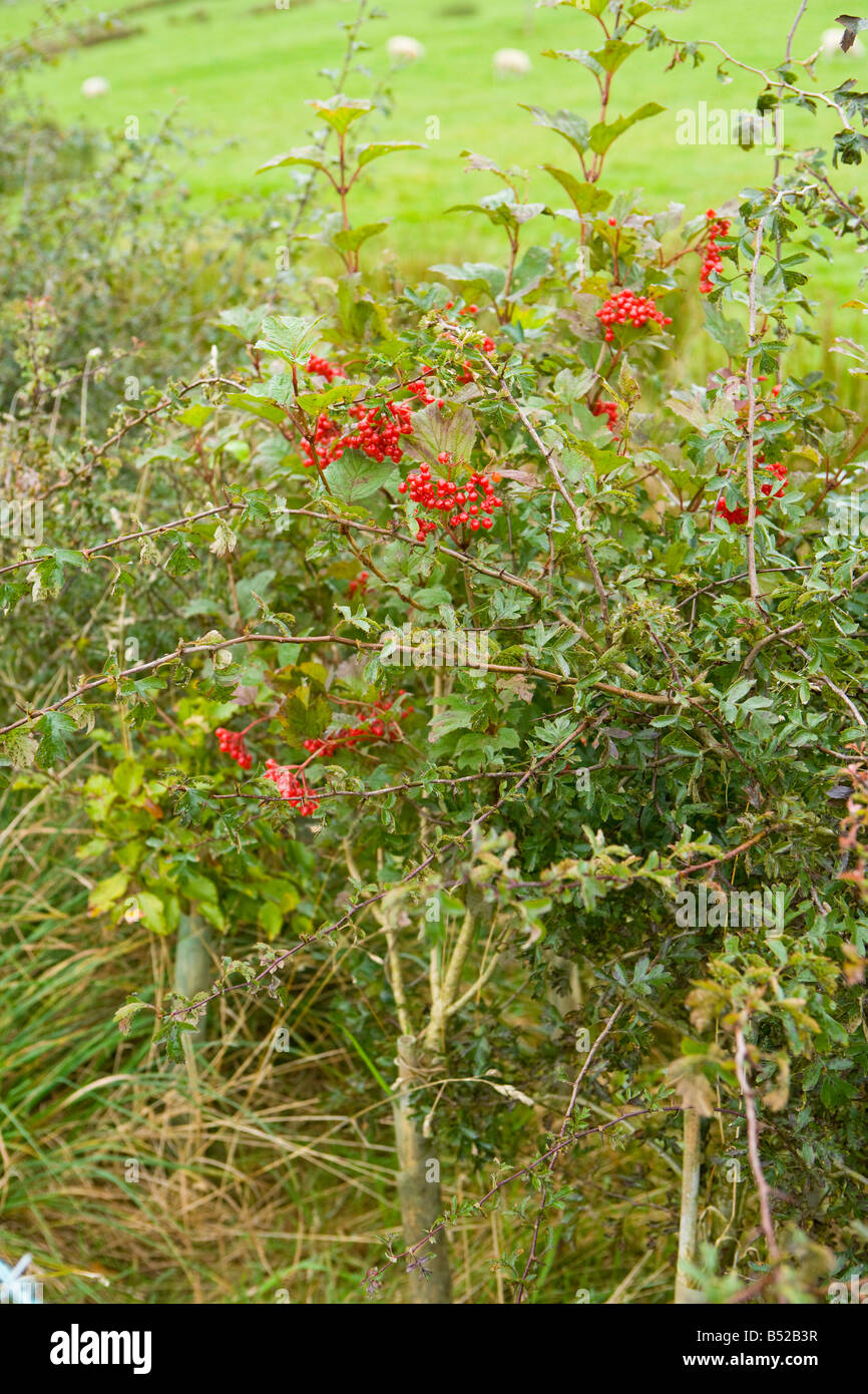 neu gepflanzte einheimische Hecke auf einer UK-Farm. Stockfoto