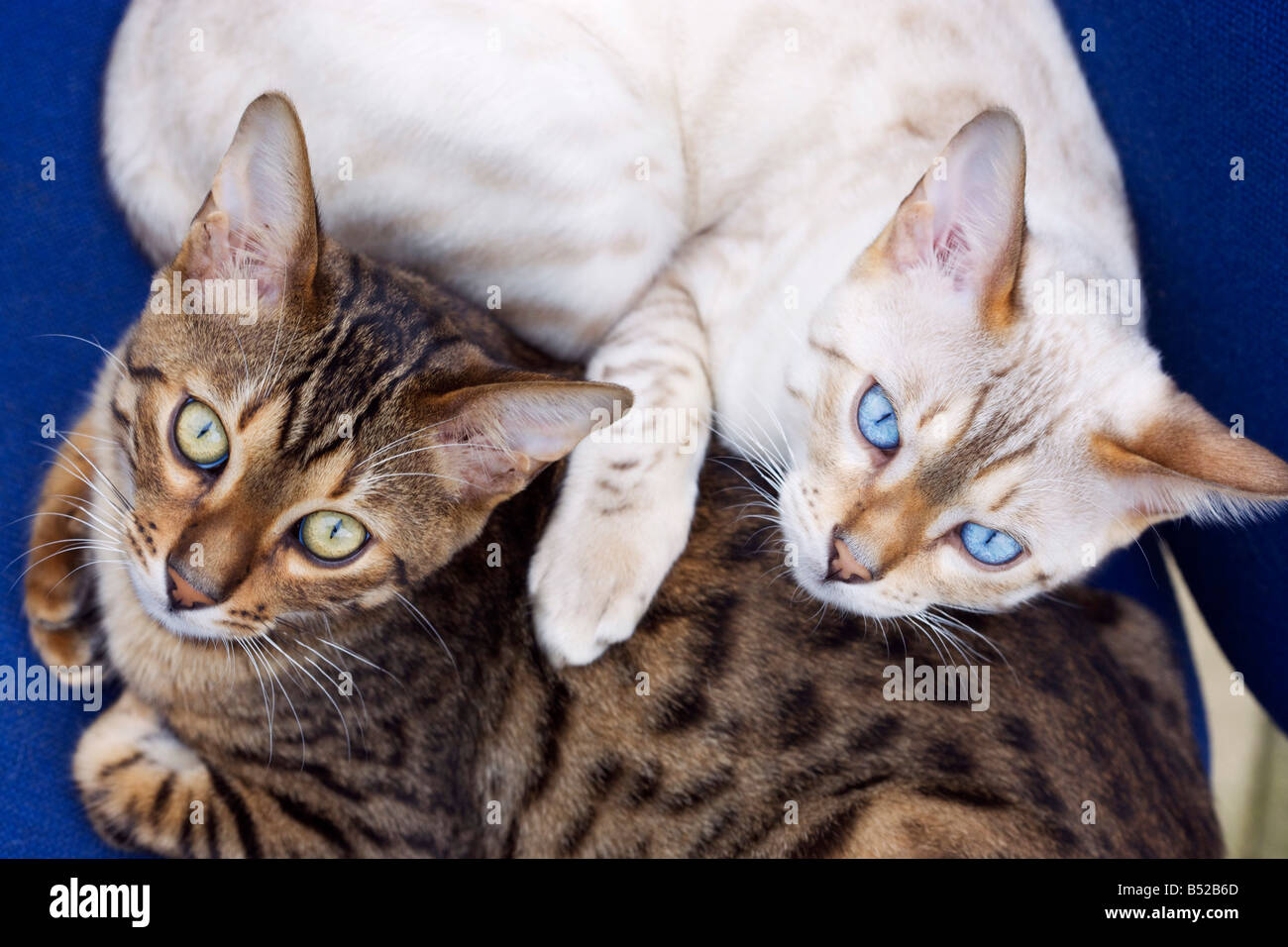 Zwei junge männliche Bengal Katzen A Brown entdeckt und Schnee entdeckt Stockfoto