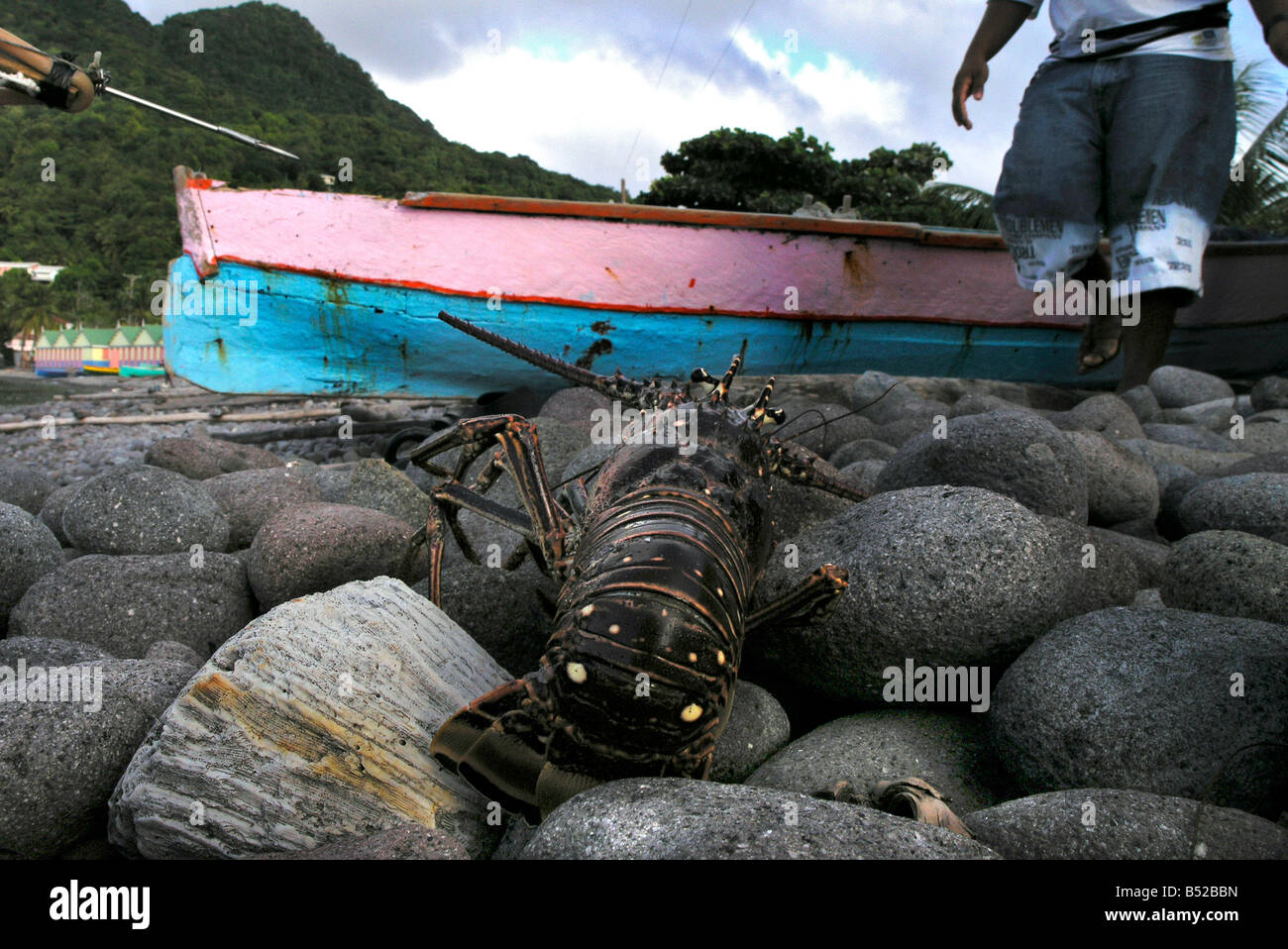 Frischer Hummer aufgespießt Scotts Kopf auf der Insel Dominica Stockfoto