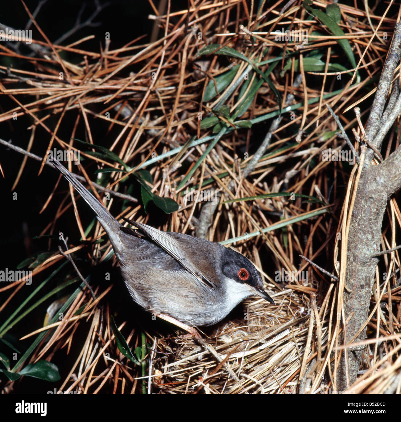 Zwischenstockwerk Pitchou Provencegrasmuecke Dartford Warbler Sylvia Undata am Nest mit Küken Tiere Aves Vögel Brutpflege Grasmuecken Stockfoto