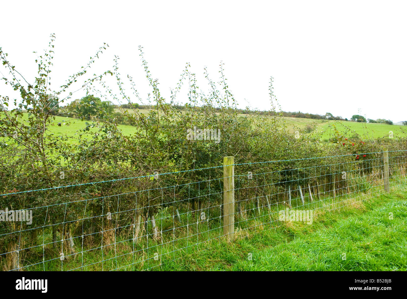 neu gepflanzte einheimische Hecke auf einer UK-Farm. Stockfoto