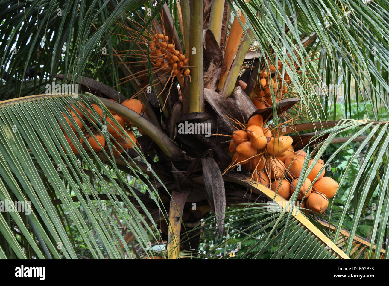 Eine Kokosnuss Baum oben Stockfoto