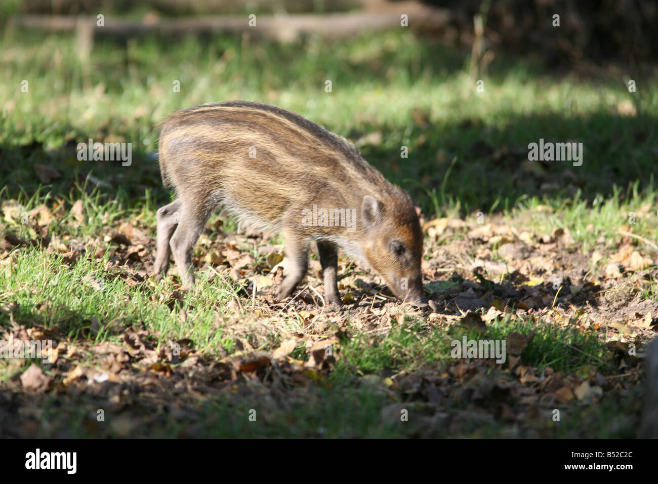 Visayan Warty Schwein (Sus Cebifrons) Stockfoto