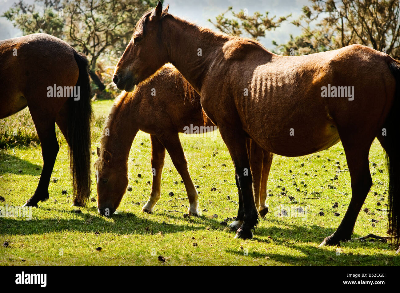 New Forest Ponys in der Nähe von Horse Shoe unten Parkplatz in der Nähe von Brockenhurst, The New Forest Stockfoto