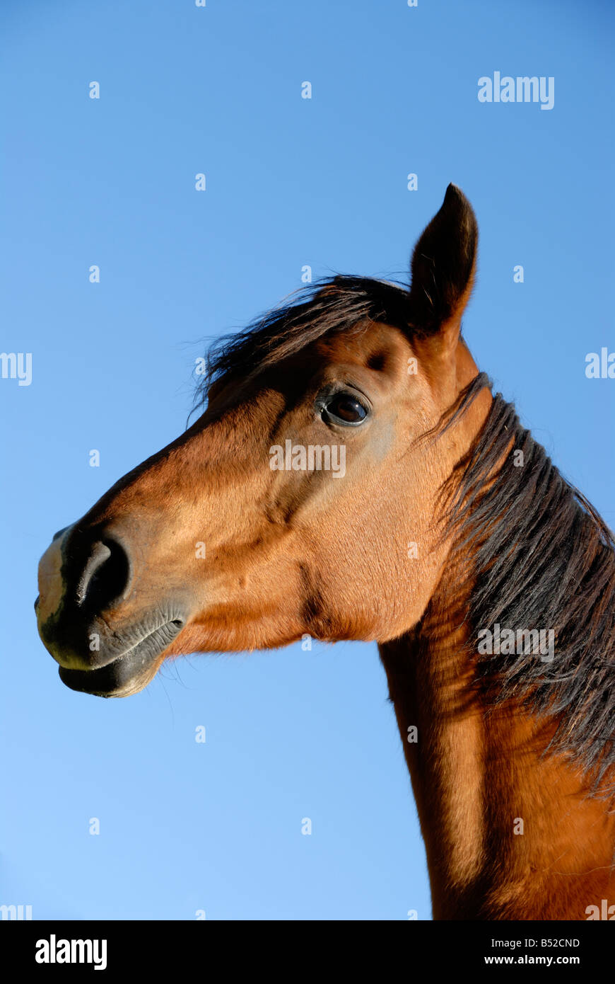 Stock Foto von einem arabischen Pferd das Bild wurde vor einem tiefblauen Himmel und wurde in der Region Limousin in Frankreich übernommen Stockfoto