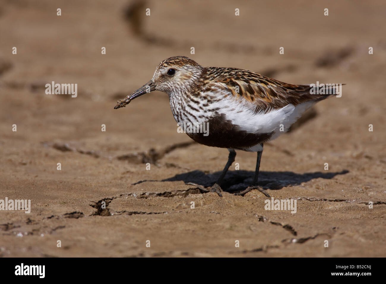 Alpenstrandläufer Calidris Alpina, UK. Stockfoto