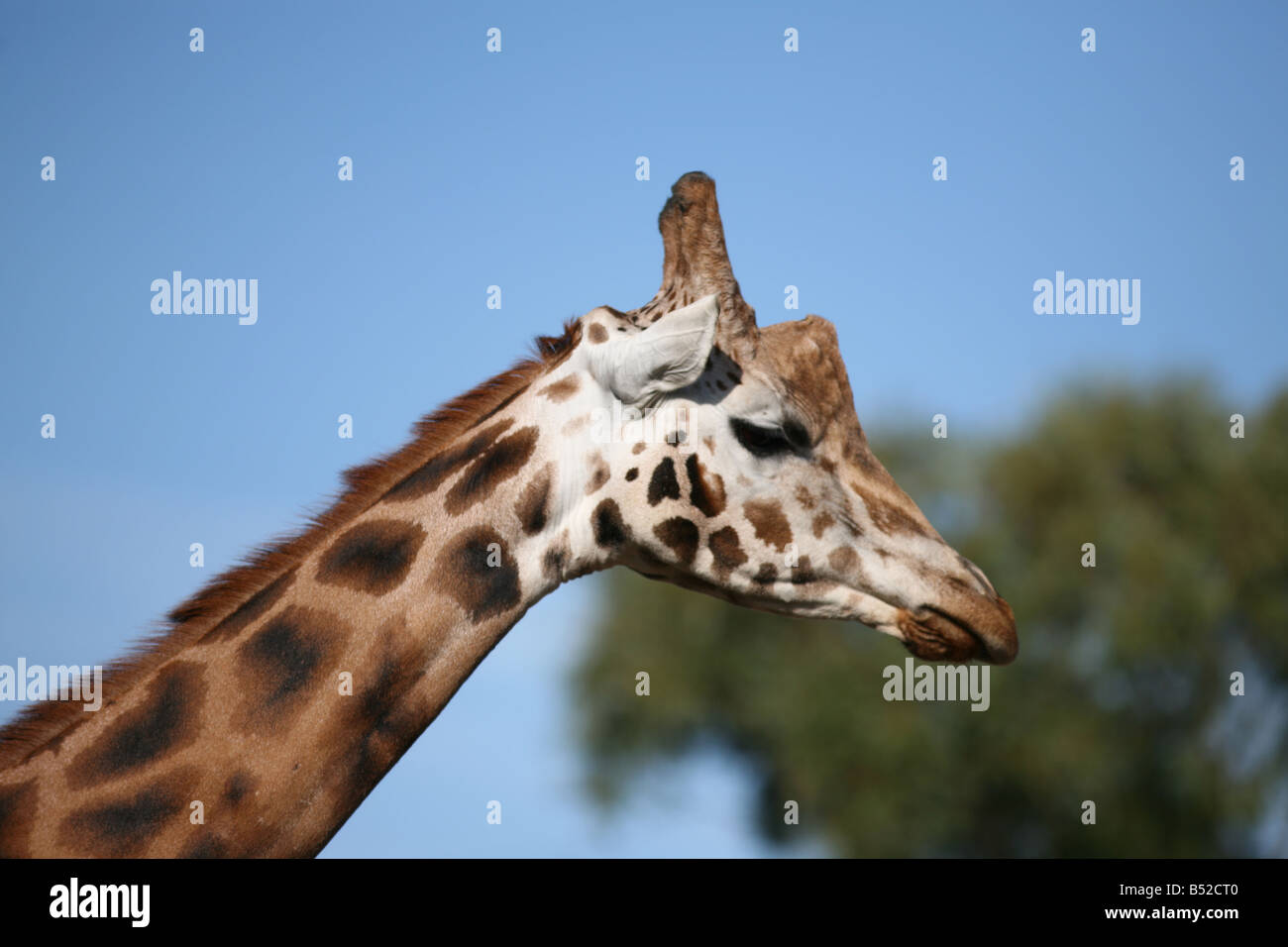 Giraffe (Giraffa Giraffe) Stockfoto