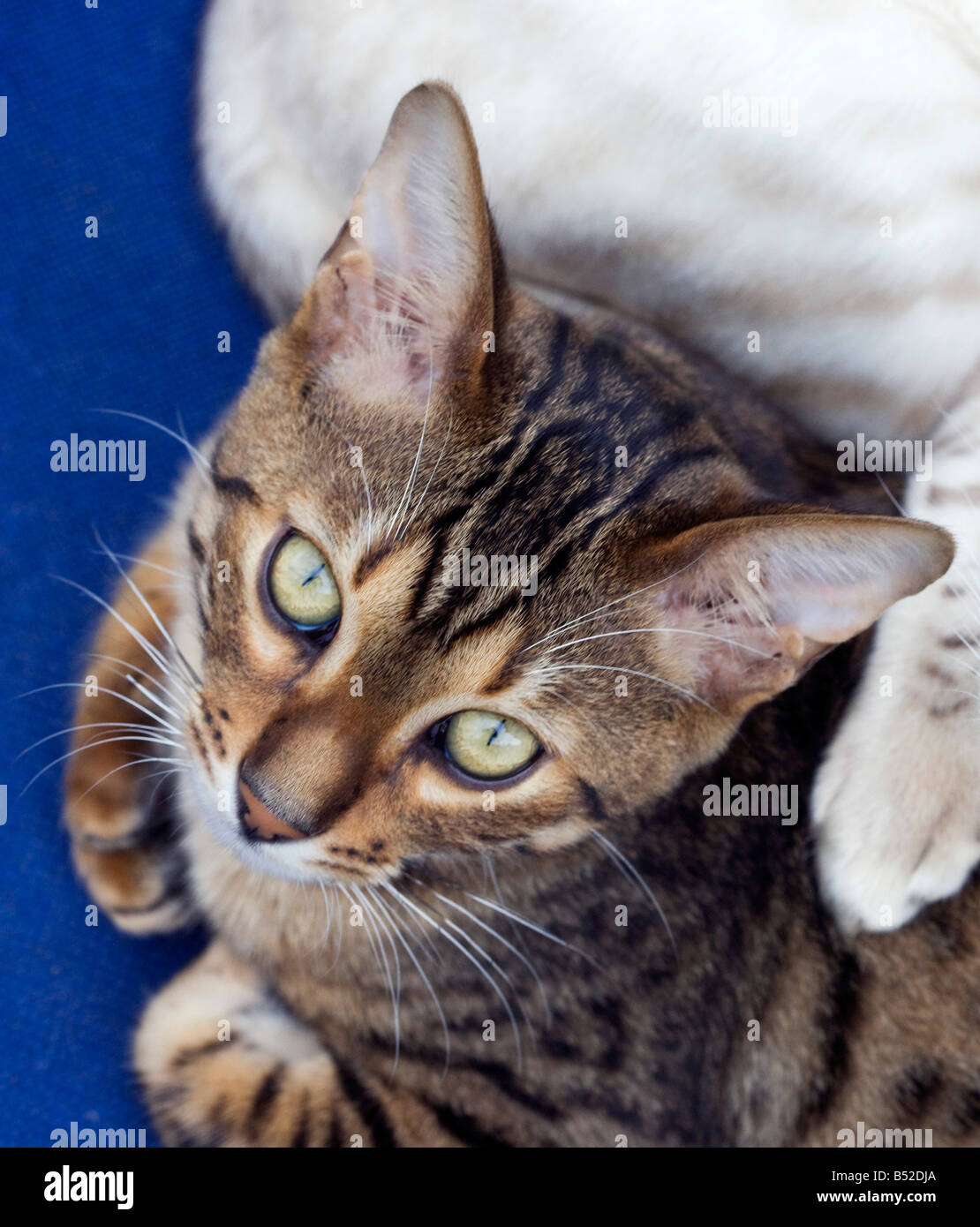 Eine junge männliche Brown spotted Bengal-Katze Stockfoto