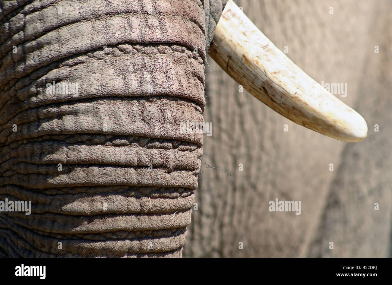 Detail eines afrikanischen Elefanten Rüssel und tusk Stockfoto