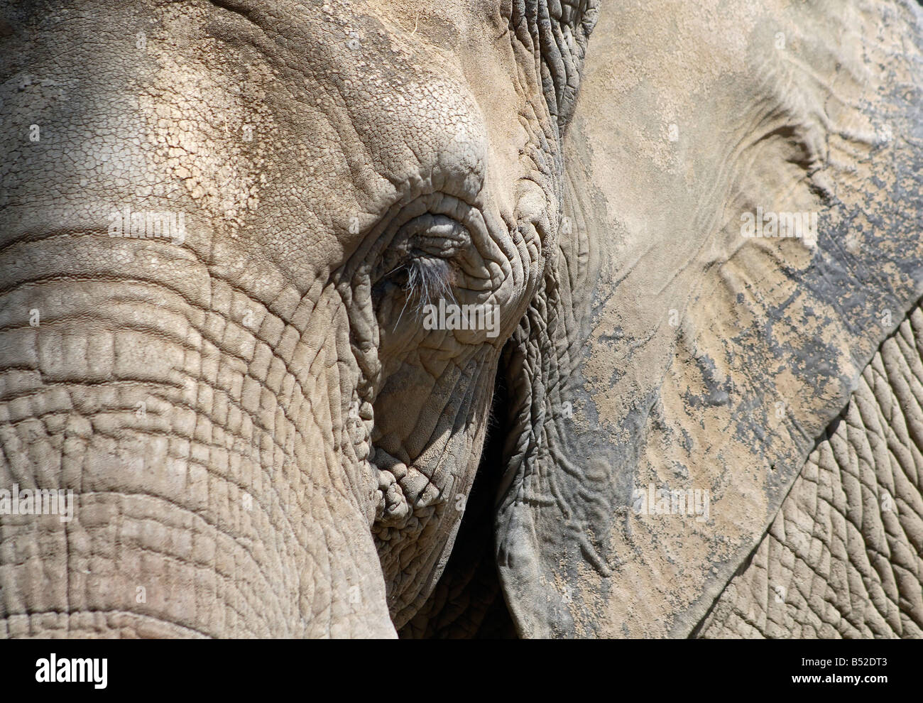 Nahaufnahme Detail des afrikanischen Elefanten (Loxodonta Africana) Stockfoto