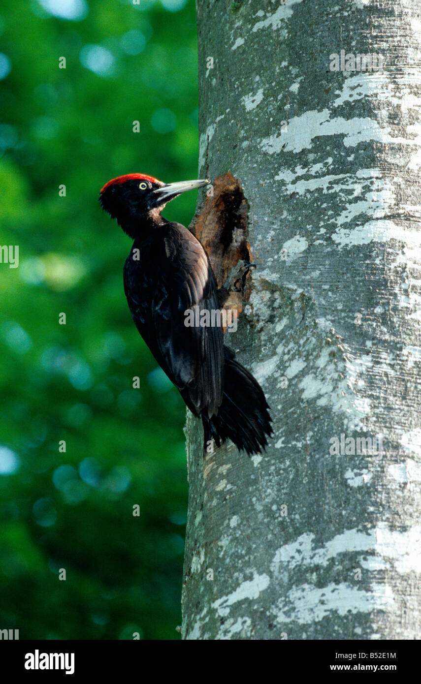 PIC Noir Black Woodpecker Dryocopus Martius männlichen im Baumstamm Asien Asien Aves Europa Europa Natur Pic Noir Picidae Piciformes S Stockfoto