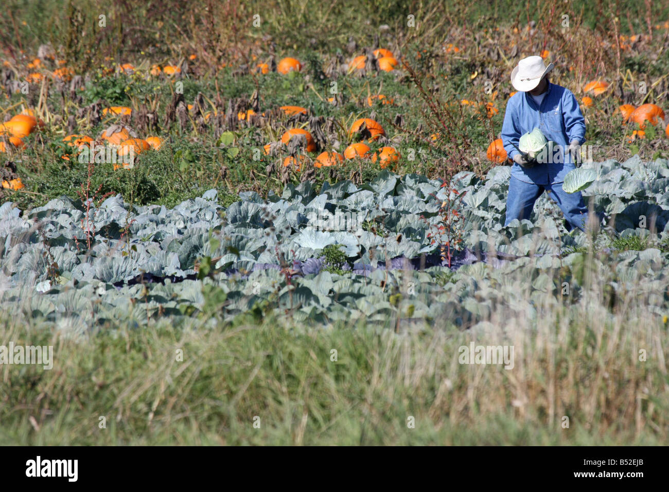 Ein Wanderarbeitnehmer Kommissionierung Ganzjahresproduktion während der Herbst-Erntezeit in Wisconsin Stockfoto
