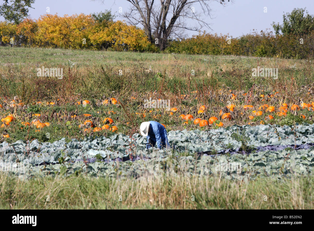 Ein Wanderarbeitnehmer Kommissionierung Ganzjahresproduktion während der Herbst-Erntezeit in Wisconsin Stockfoto