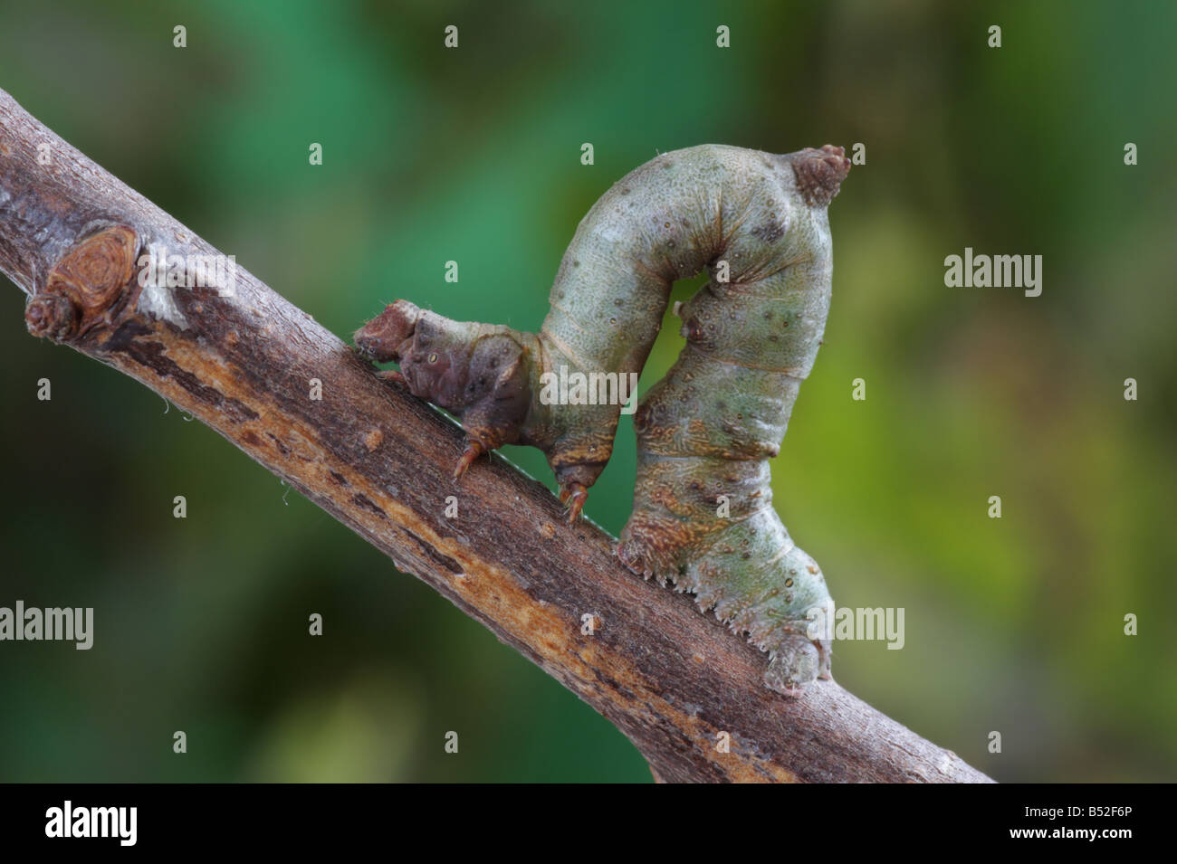 Schwefel Motte Larve - Opisthograptis luteolata Stockfoto