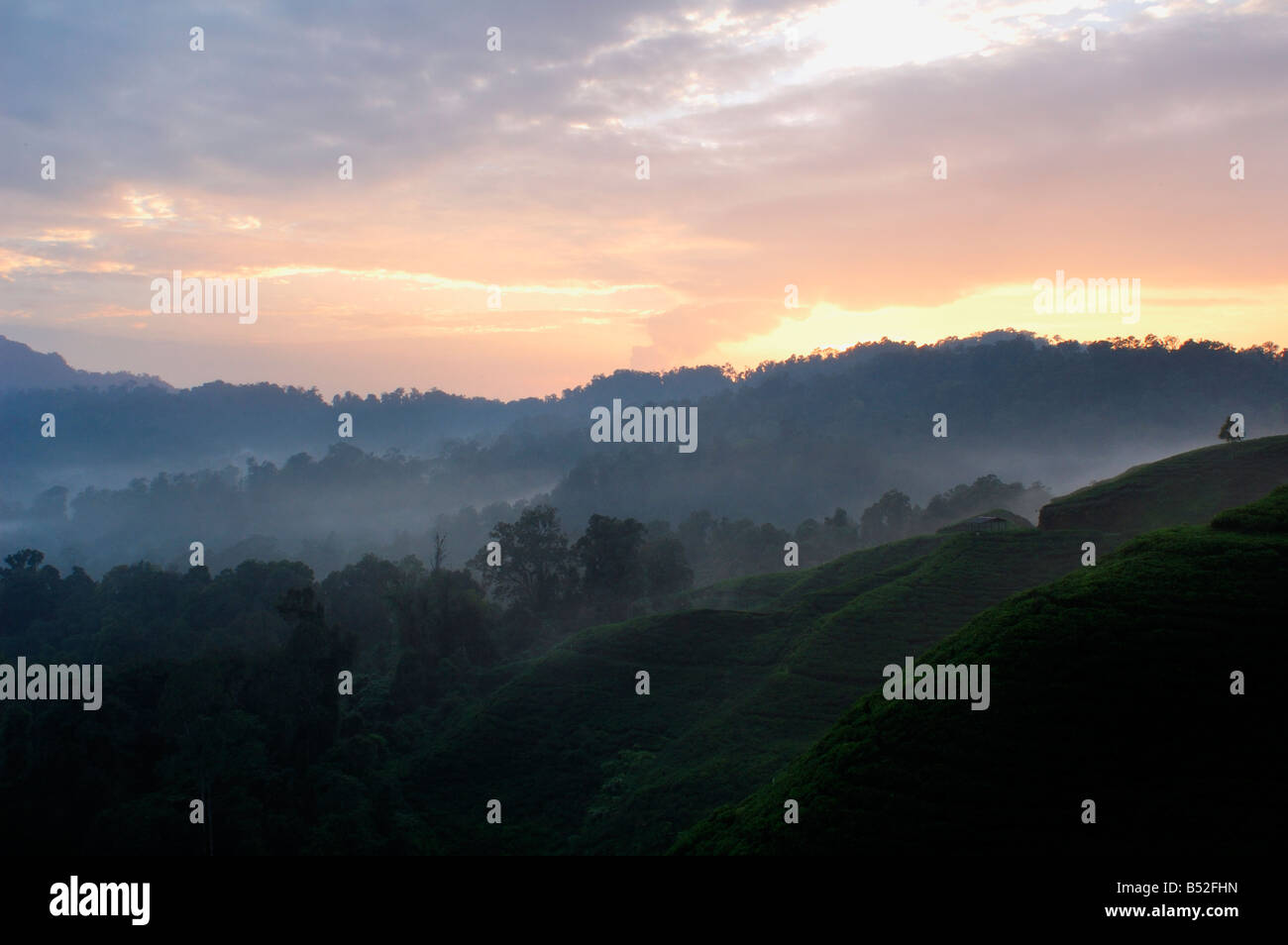 Teeplantage im berg halimun nationalpark -Fotos und -Bildmaterial in ...