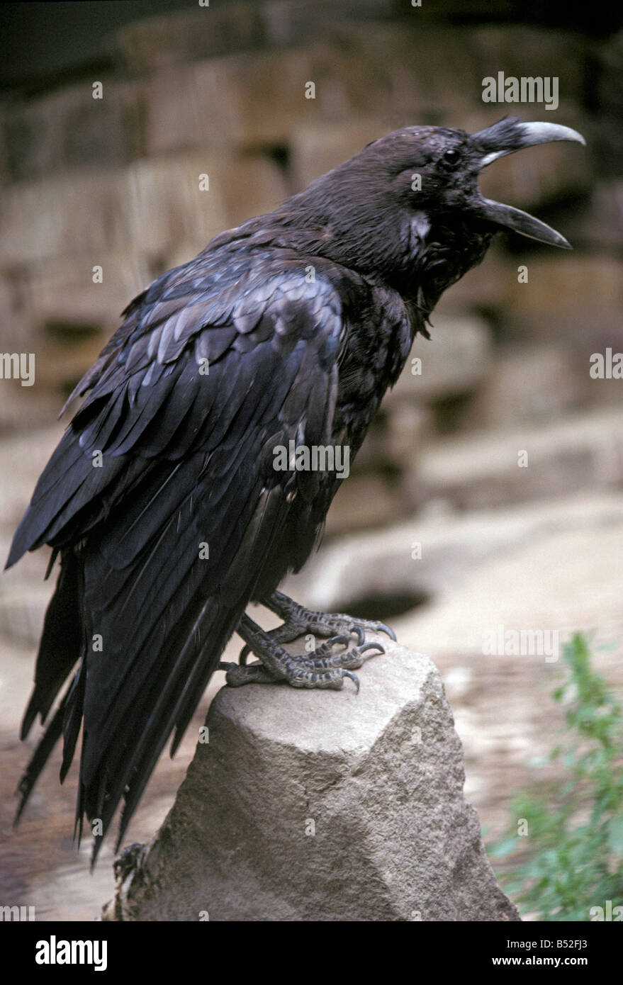Grand Corbeau Raven-Corvus Corax Baja California Mexiko thront auf Felsen Tier Aves BAJA Vogel Vögel schwarz CALIFORNIA Auto Stockfoto