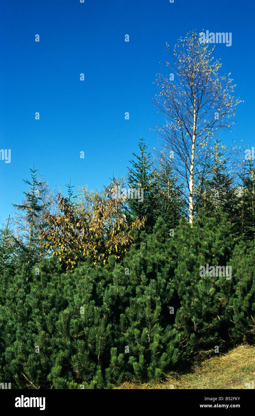 Vegetation auf Sarnia Rock, hohen Tatra, Polen Stockfoto