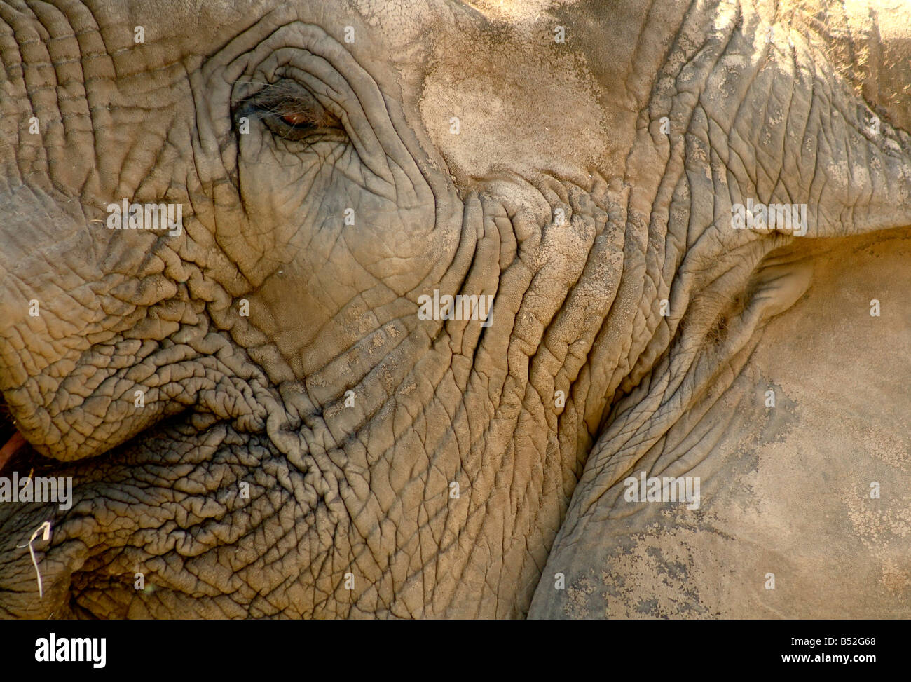 Nahaufnahme Detail des afrikanischen Elefanten (Loxodonta Africana) Stockfoto