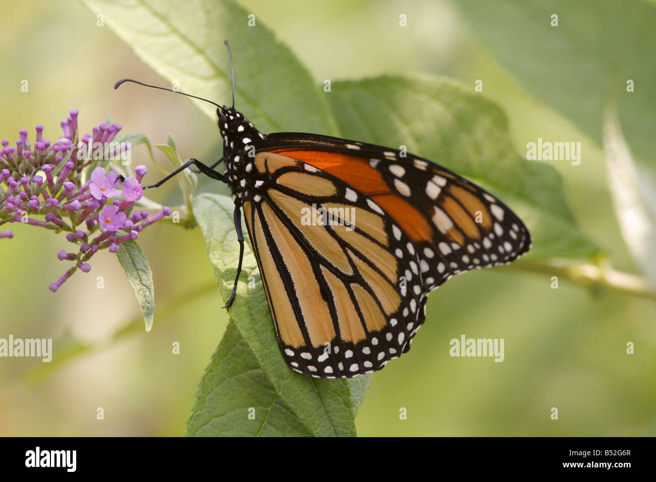 Monarch-Schmetterling Stockfoto