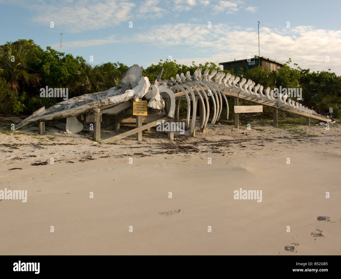 Pottwal-Skelett sitzt auf leistungsstarke Strand auf der Insel Waderick Brunnen Exumas Land und Meer Park Waderick Brunnen bahamas Stockfoto