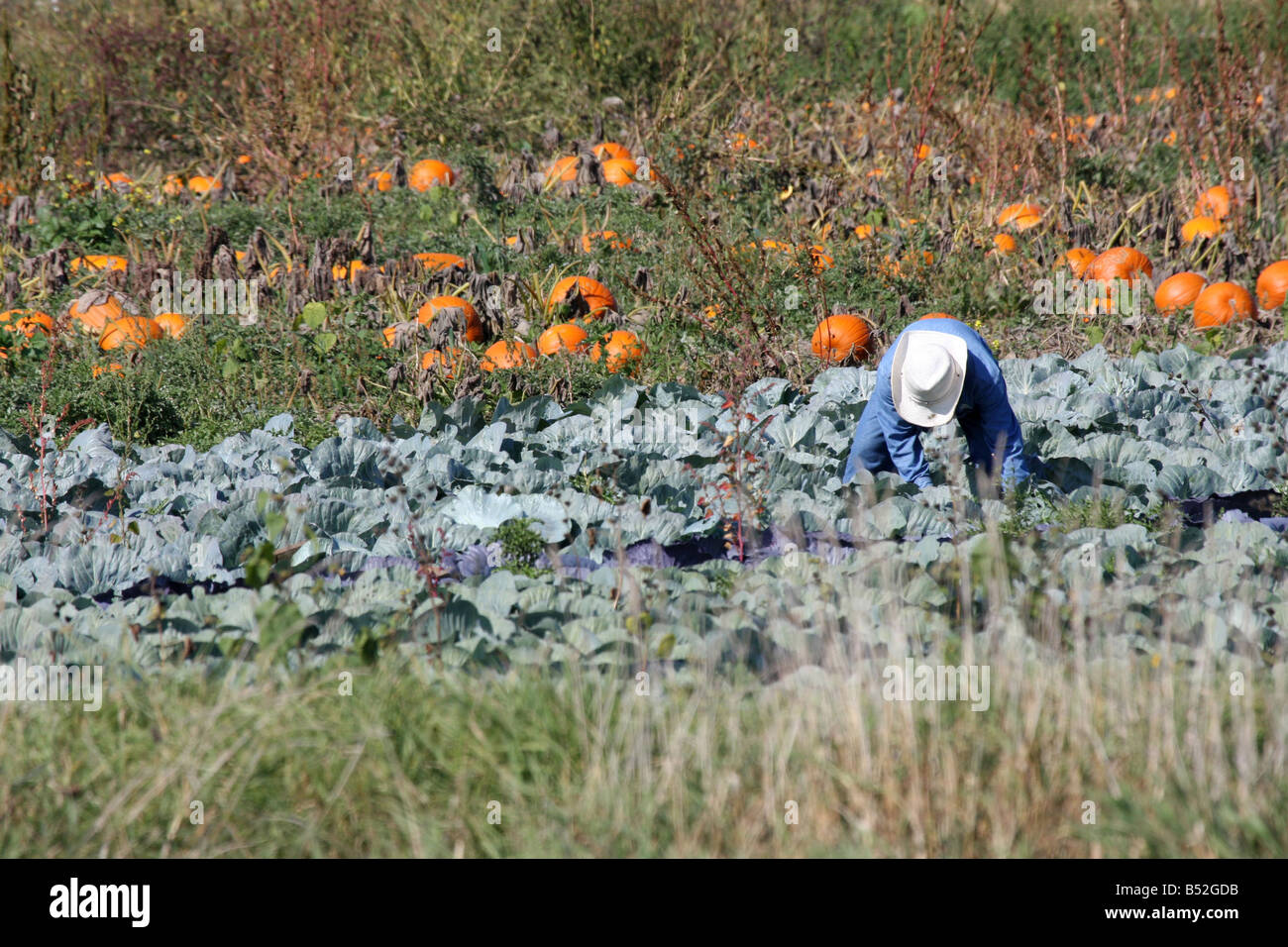 Ein Wanderarbeitnehmer Kommissionierung Ganzjahresproduktion während der Herbst-Erntezeit in Wisconsin Stockfoto