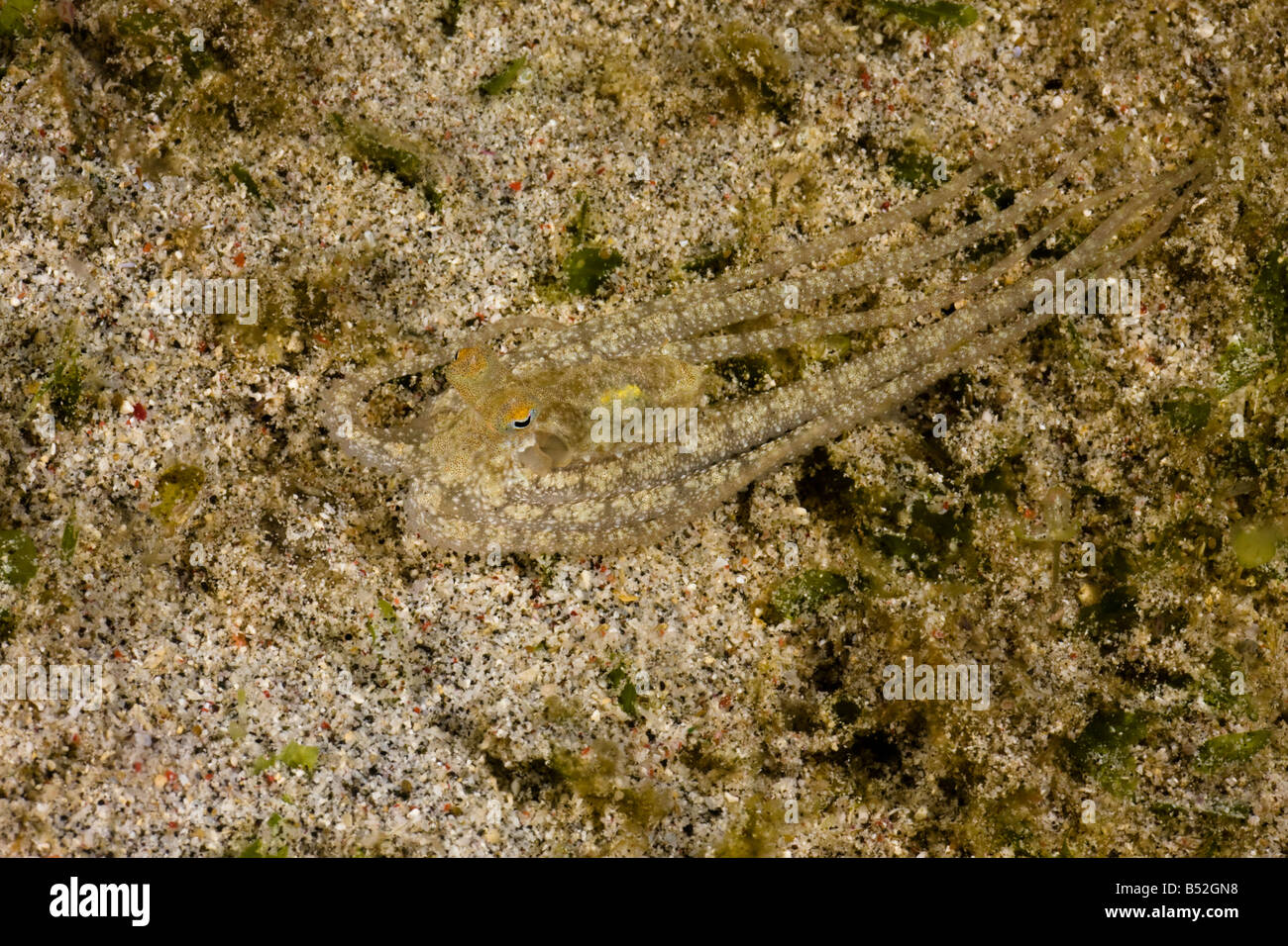 Eine unbeschrieben Arten lange bewaffnete Krake Tintenfisch sp Komodo Indonesien Stockfoto