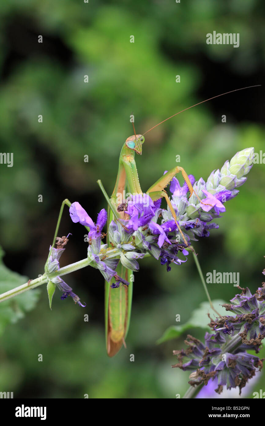 Gottesanbeterin auf Blume im Garten im Central Park Stockfotografie Alamy