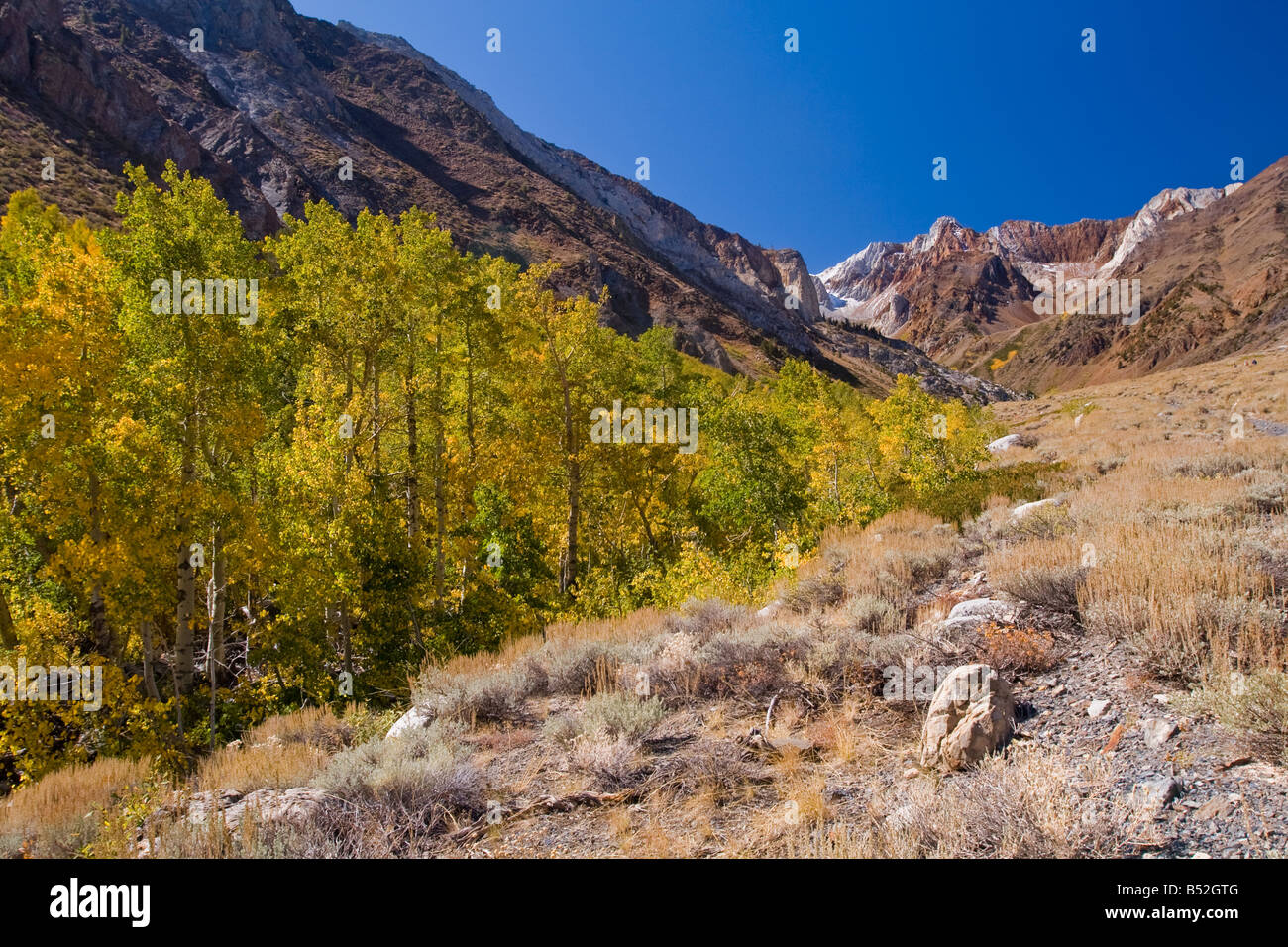 McGee Creek Canyon und gelbe Aspen Bäume in der östlichen Sierra Stockfoto
