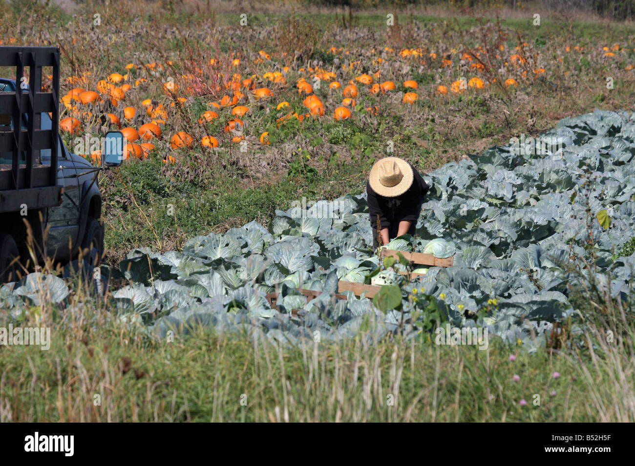 Ein Wanderarbeitnehmer Kommissionierung Ganzjahresproduktion während der Herbst-Erntezeit in Wisconsin Stockfoto