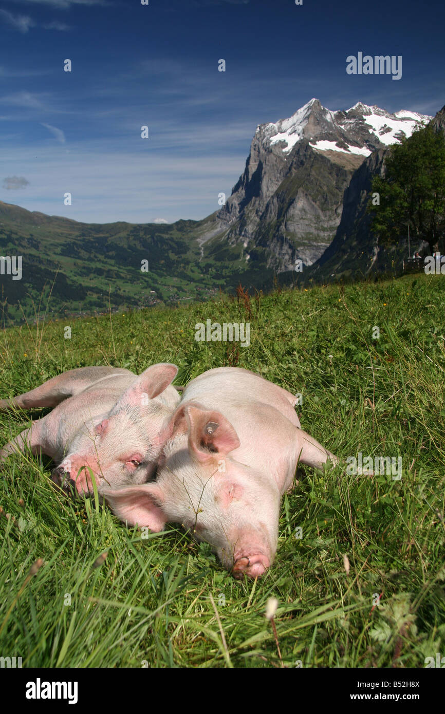 Schweizer Schweinefarm Stockfoto