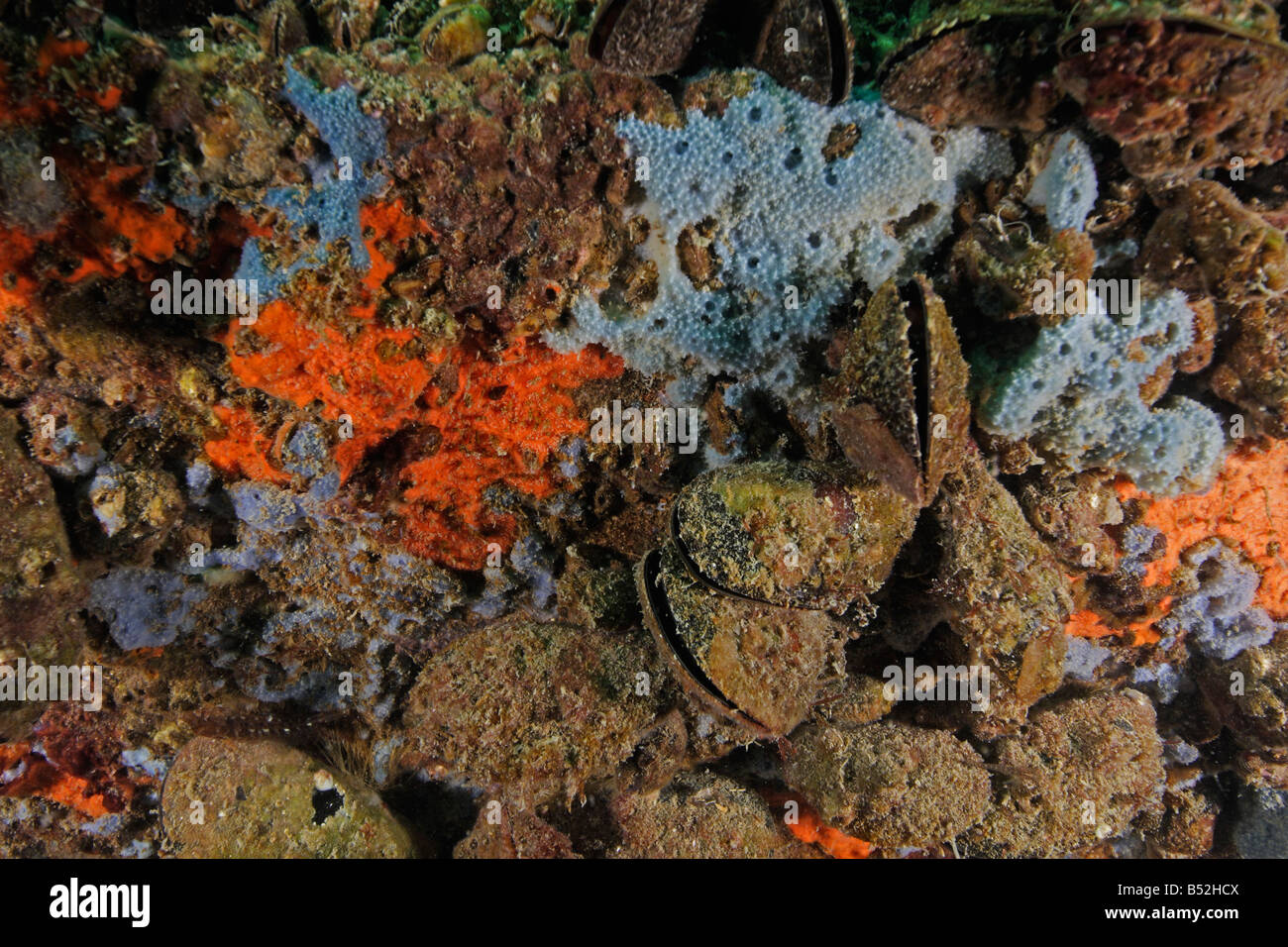 Mytilus Edulis Miesmuschel gemeinsame Muscheln bedeckt durch Schwämme Stockfoto