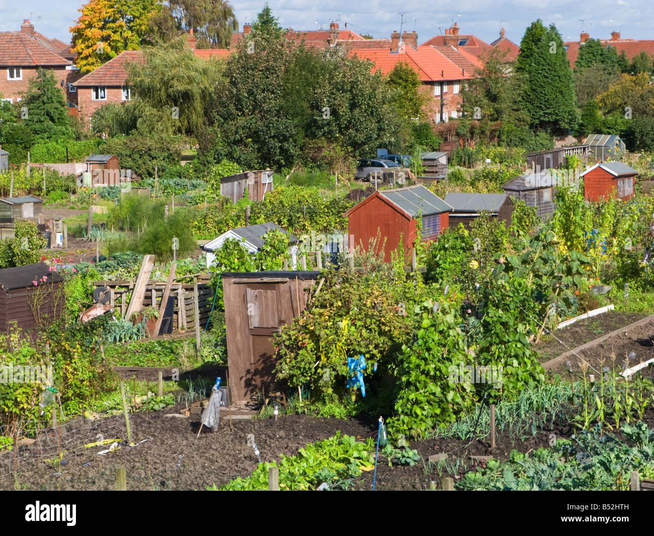 Kleingärten mit Schuppen, England, UK Stockfoto