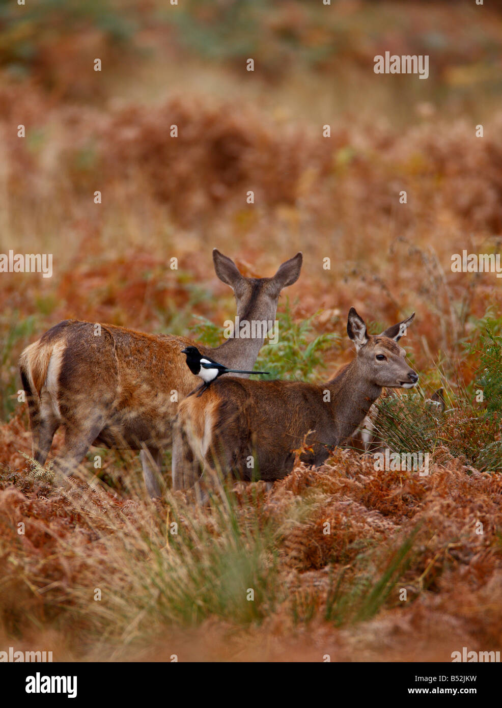 Rothirsch Cervus Elaphus Hirschkuh mit Elster auf Rückseite Richmond Park in London Stockfoto