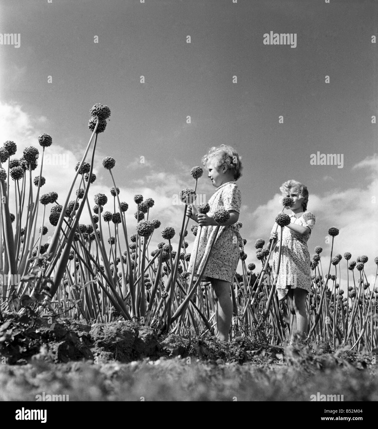 Kinder spielen unter den Zwiebeln wachsen in Colchester Essex. September 1952 C4427 Stockfoto