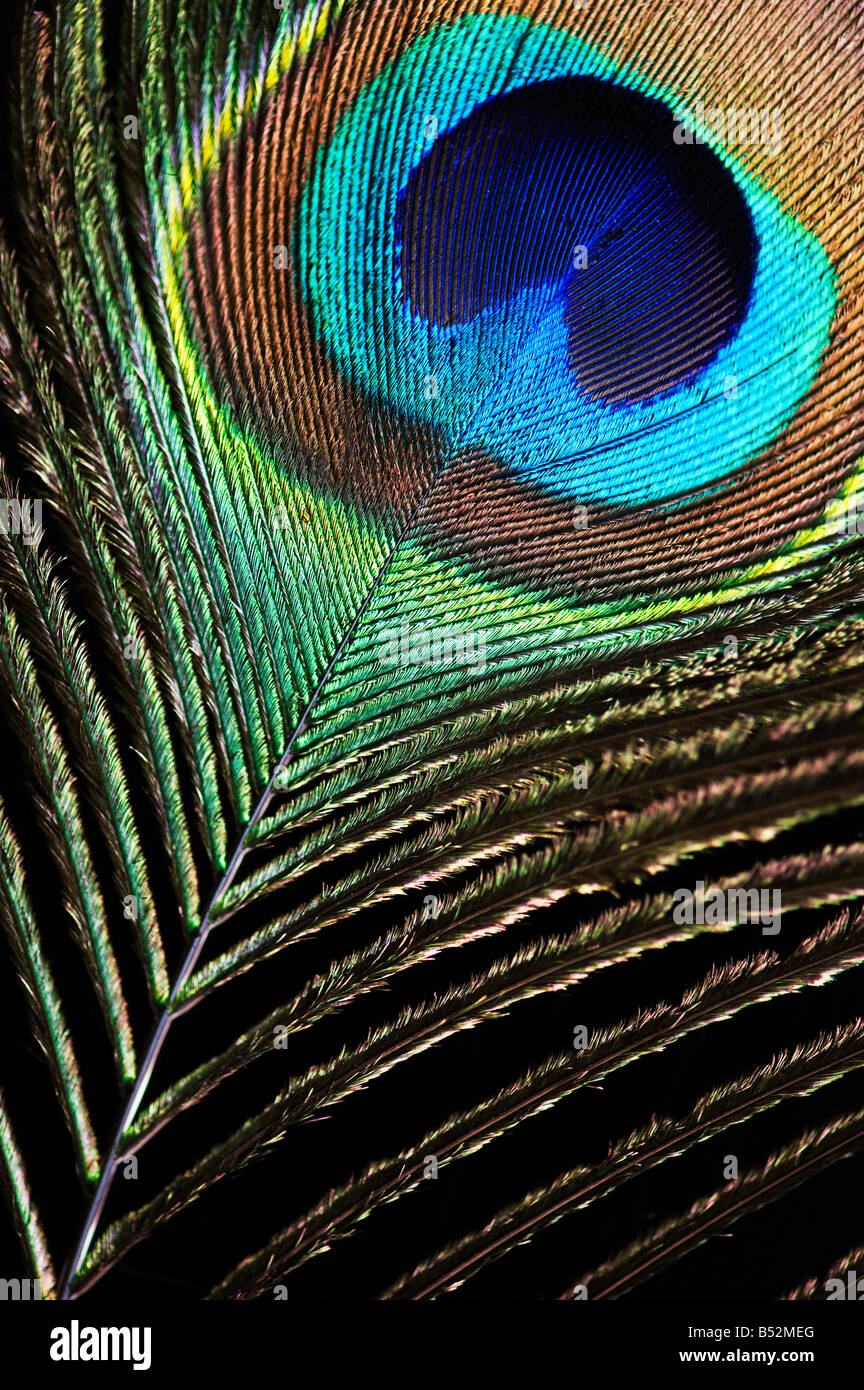 Nahaufnahme des Auges Pfauenfeder auf schwarzem Hintergrund Stockfoto