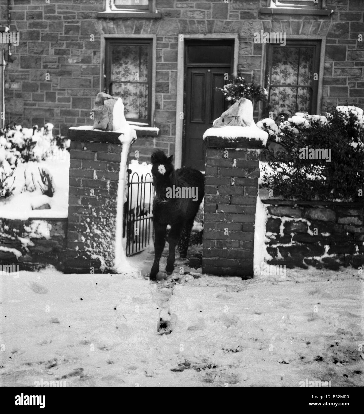 Welsh Ponys auf einer Berghütte im Winter. Dezember 1952 C6064-005 Stockfoto