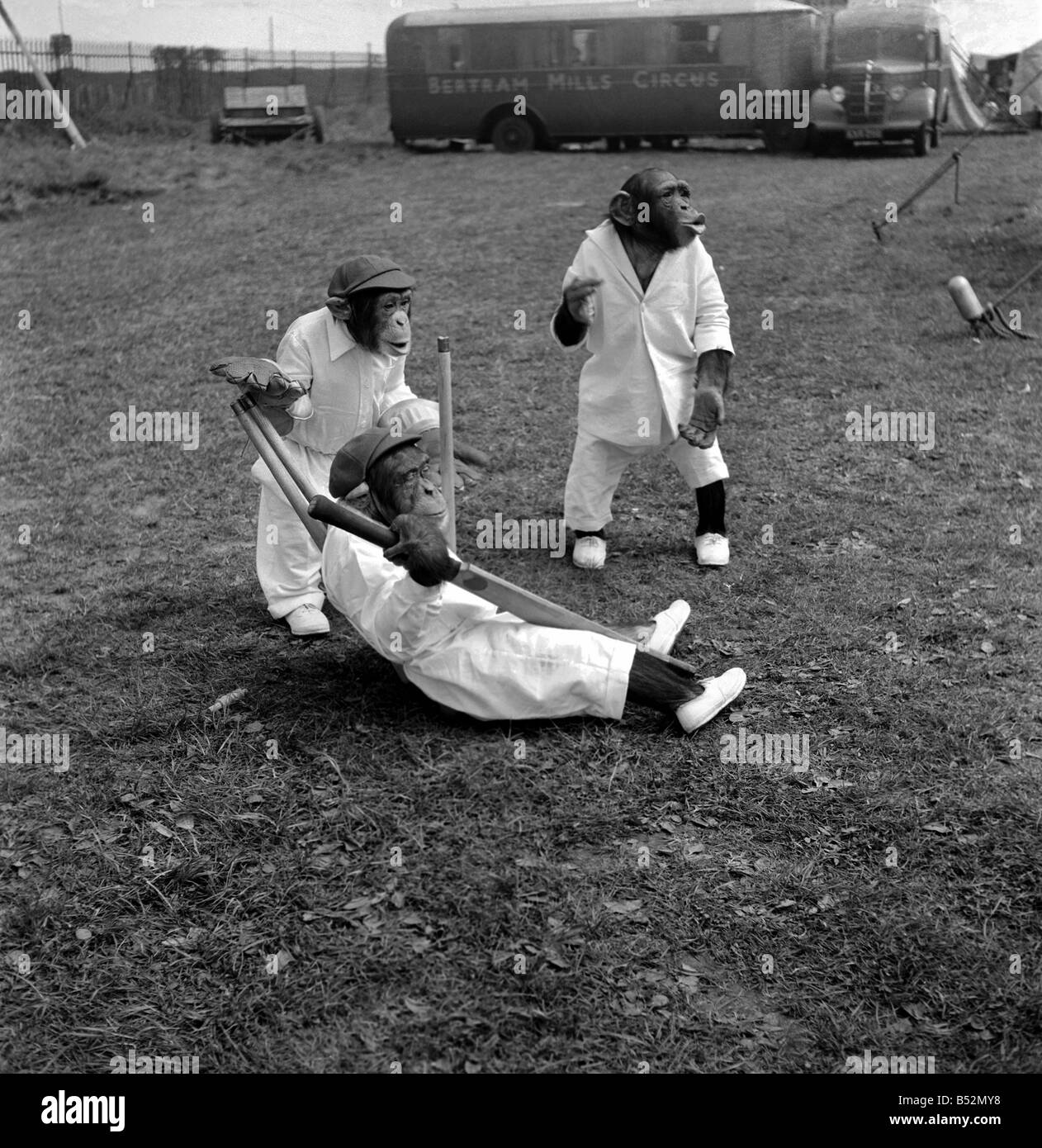 Tiere Humor Affen spielen Cricket. Kann 1953 D2836-001 Stockfoto