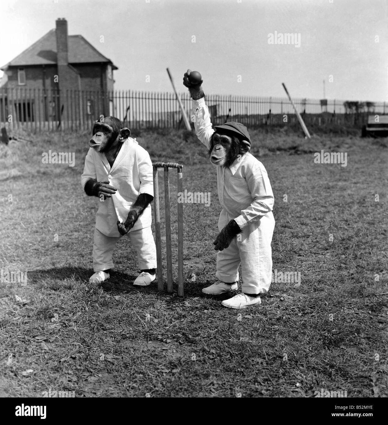 Tiere Humor Affen spielen Cricket. Mai 1953 D2836 Stockfoto
