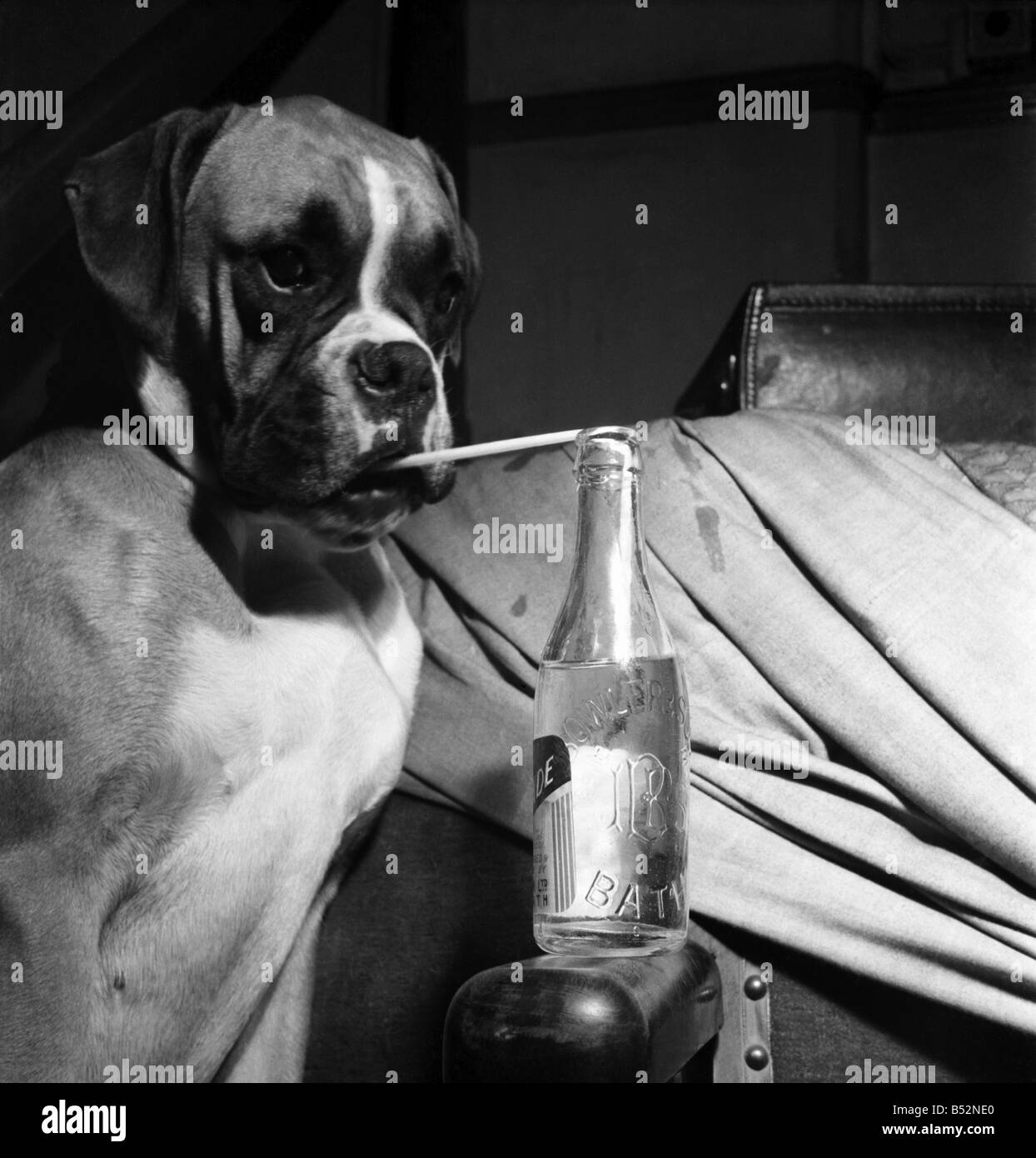 Boxer Hund, Bad Show. Hier trinken Limonade gesehen. Januar 1953 D312 Stockfoto